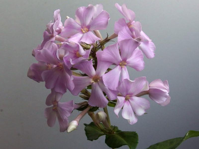 292.Sä._silberauge 4_Ga_PB161438.JPG