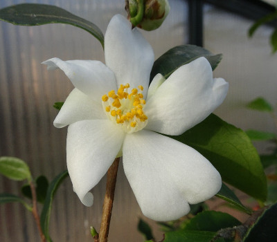 Tenuifolia.jpg