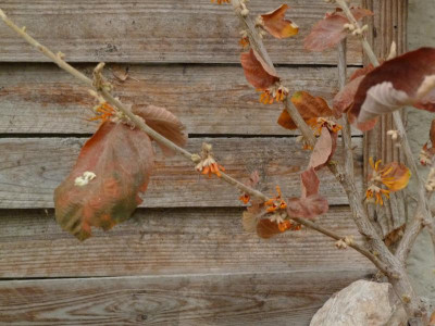 Hamamelis Rochester 2.jpg