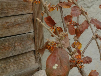 Hamamelis Rochester.jpg