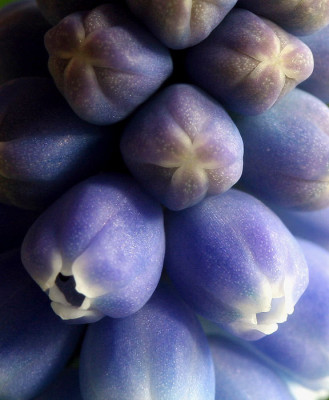 Muscari-Romantik-2.jpg
