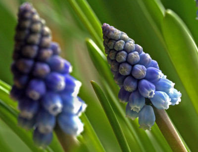 Muscari-Romantik-3.jpg
