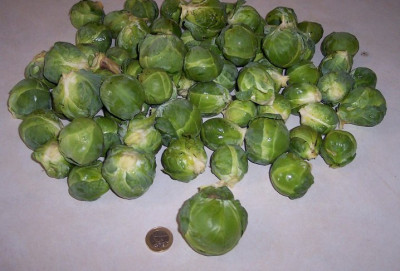 rosenkohl_1.jpg