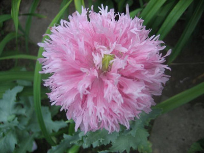 Pap._som._rosa_gef._2898.jpg