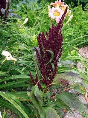 Amaranthus.jpg