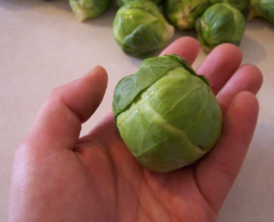 rosenkohl_2.jpg