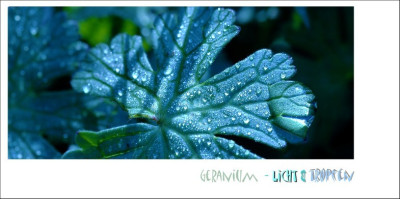 Geranium_Tropfen_1_09-04-2006.jpg