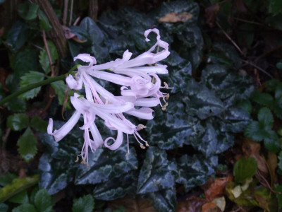 DSCF4580.JPG