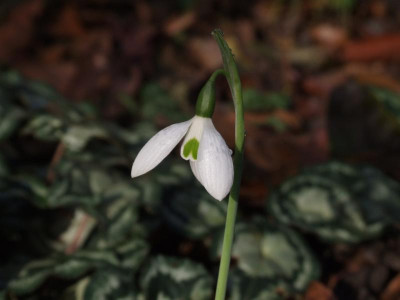 DSCF4583.JPG