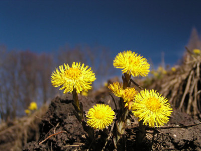 huflattich_weinleidn.jpg