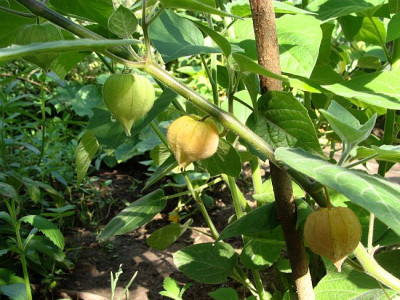 Physalis peruviana.jpg