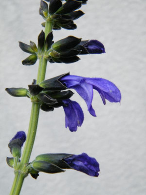 DSCF3702.JPG