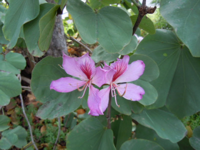 Teneriffa bauhinia.JPG