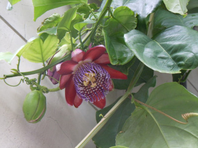 Teneriffa passiflora.JPG