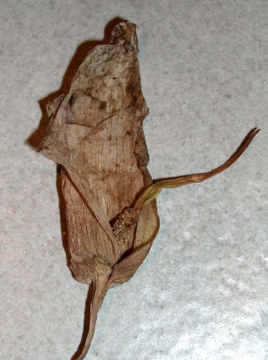 07150002_eArisaema_candidissimum_Blute_mannlich_verbluht.JPG