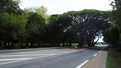 Pinus pinea D559 P9240232.JPG