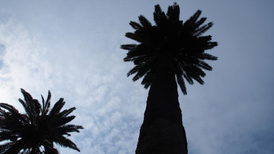 Phoenix canariensis Kanarische Dattelpalme P9240258.JPG