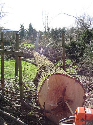 gefallte_Riesenpappel.jpg