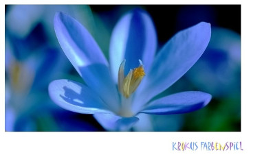 Krokus_Violett_4_15-02-2007.jpg