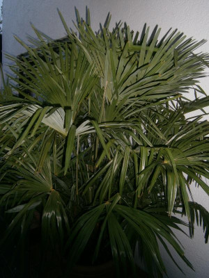 Palme Lago M 001.JPG