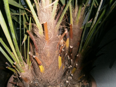 Palme Lago M 002.JPG