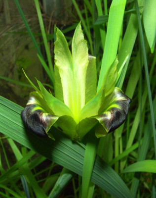 Iris_tuberosa.jpg