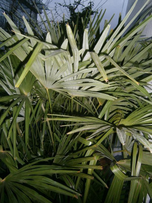 Palme Lago M 003.JPG