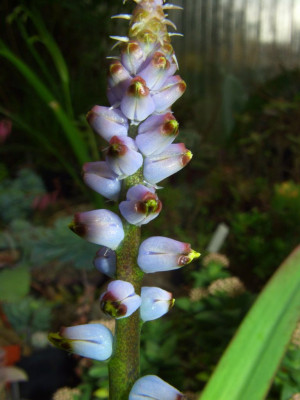 Lachenalia_mutabilis_07.jpg