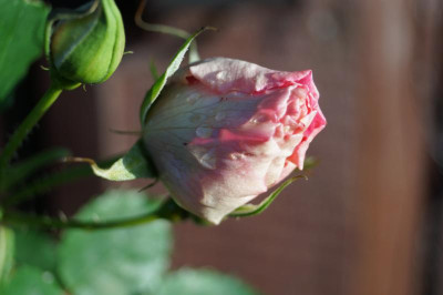 DSC08266.JPG