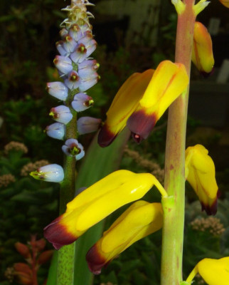 Lachenalia_mutabilis_und_Namaqua.jpg