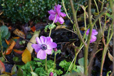 DSC08245.JPG