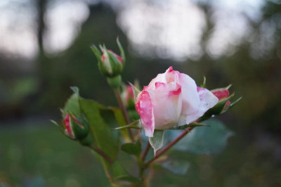 DSC08270.JPG