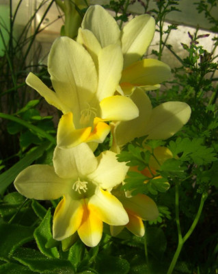 Freesia_fergusoniae_07-02.jpg