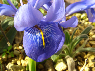 Iris_histrioides_Angels_Tears__Spiegel.jpg