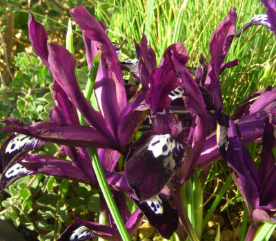 Iris_reticulata_Pauline.jpg