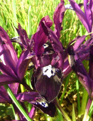 Iris_reticulata_Pauline_Spiegel.jpg