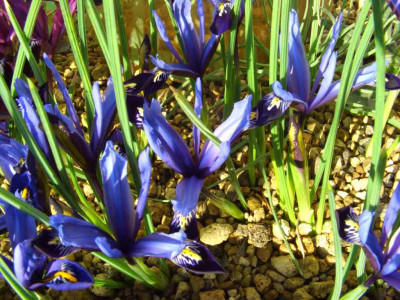 Iris_reticulata_Gordon.jpg