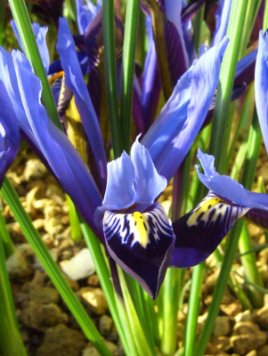 Iris_reticulata_Gordon_Spiegel.jpg