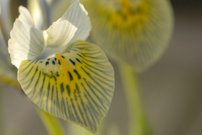 Iris-nicht-Katharine-Hodgkin.jpg