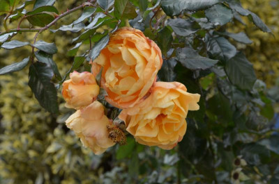 Rose-Westerland.17-2.jpg