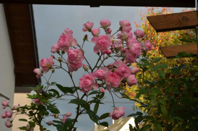 Rose-MozartsLady.17-4.jpg