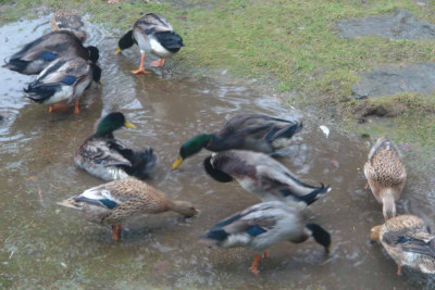 enten.jpg