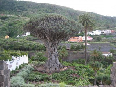Icod Jardin Draco 00.JPG