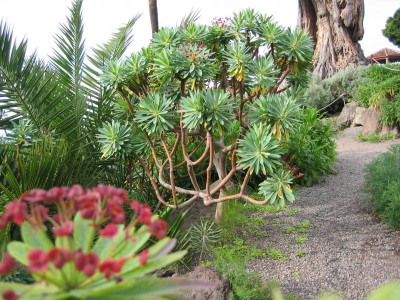 Icod Jardin Draco 08 Euphorbia obustifolia.JPG