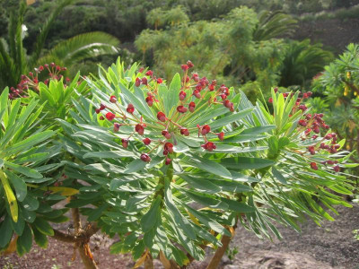 Icod Jardin Draco 07 Euphorbia obustifolia.JPG