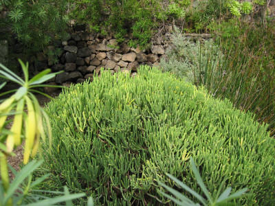 Icod Jardin Draco 11 Euphorbia aphylla.JPG
