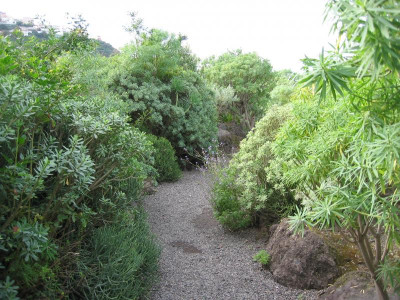Icod Jardin Draco 12.JPG