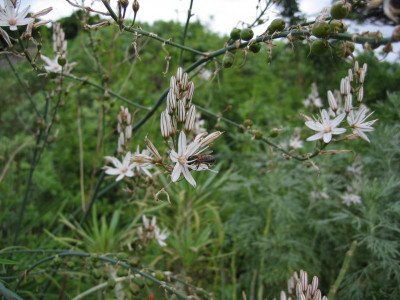 Icod Jardin Draco 13.JPG
