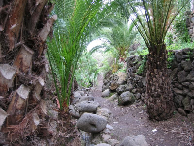 Icod Jardin Draco 15.JPG