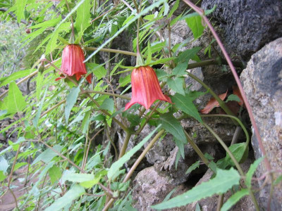 Icod Jardin Draco 18.JPG